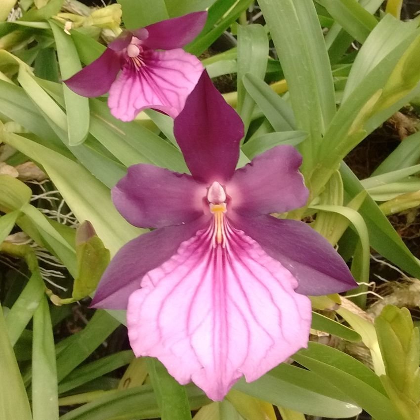 Milt. spectabilis moreliana sibling Milt. spectabilis moreliana sibling