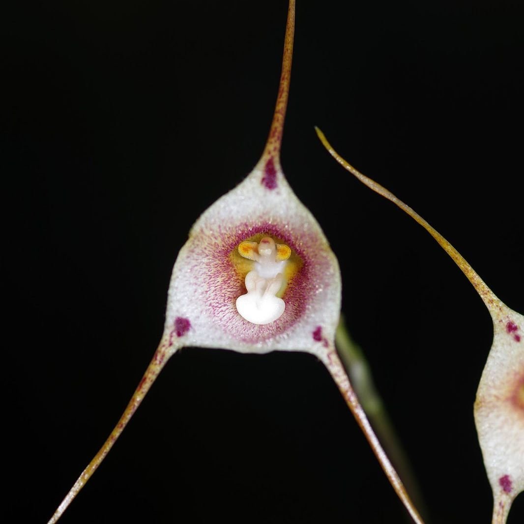 Dracula inaequalis Dracula inaequalis