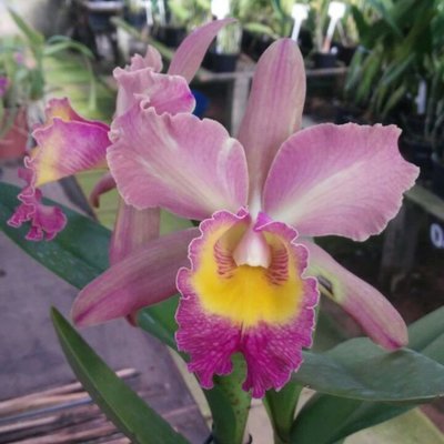 Blc. Waikiki Gold “Lea” x Blc. Toshie Aoki Blc. Waikiki Gold “Lea” x Blc. Toshie Aoki