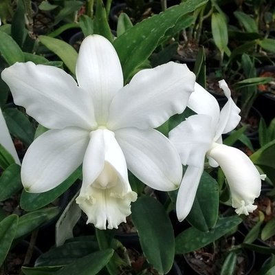 C. loddigesii alba (K401 x K1198) sibling C. loddigesii alba (K401 x K1198) sibling