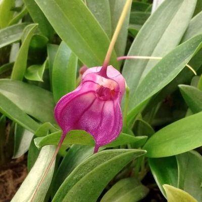 Masdevallia (Yungasensis x calocodon) x infracta Masdevallia (Yungasensis x calocodon) x infracta