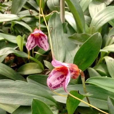 Masdevallia Winter Blush ( Angel Frost x chapadienses) Masdevallia Winter Blush ( Angel Frost x chapadienses)