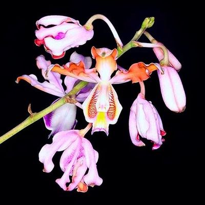 Myrmecophila tibicinis - Orquídea trombeta