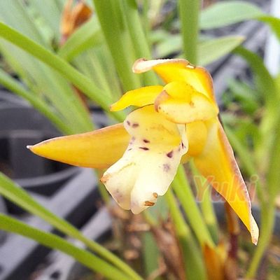 Maxillaria humilis (syn. gracilis)