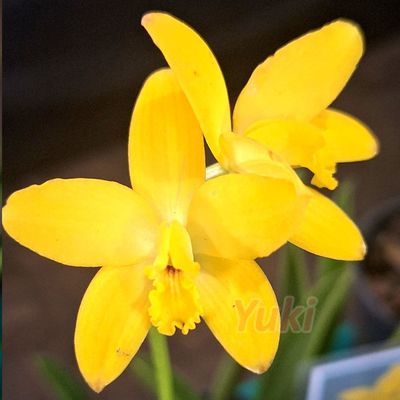 Hoffmannseggella briegeri