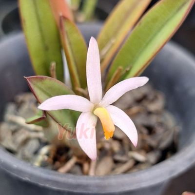 Laelia reginae