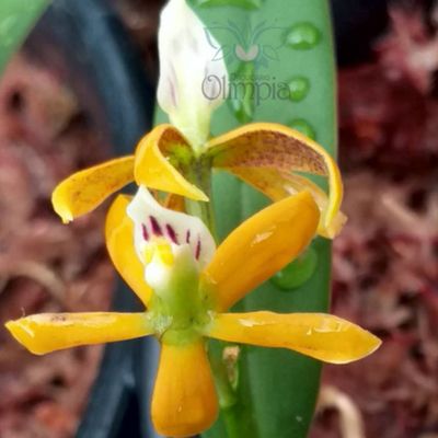 Prosthechea ebanii