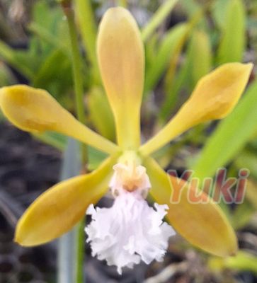 Encyclia bragancae