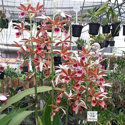 Phaius tankervilleae