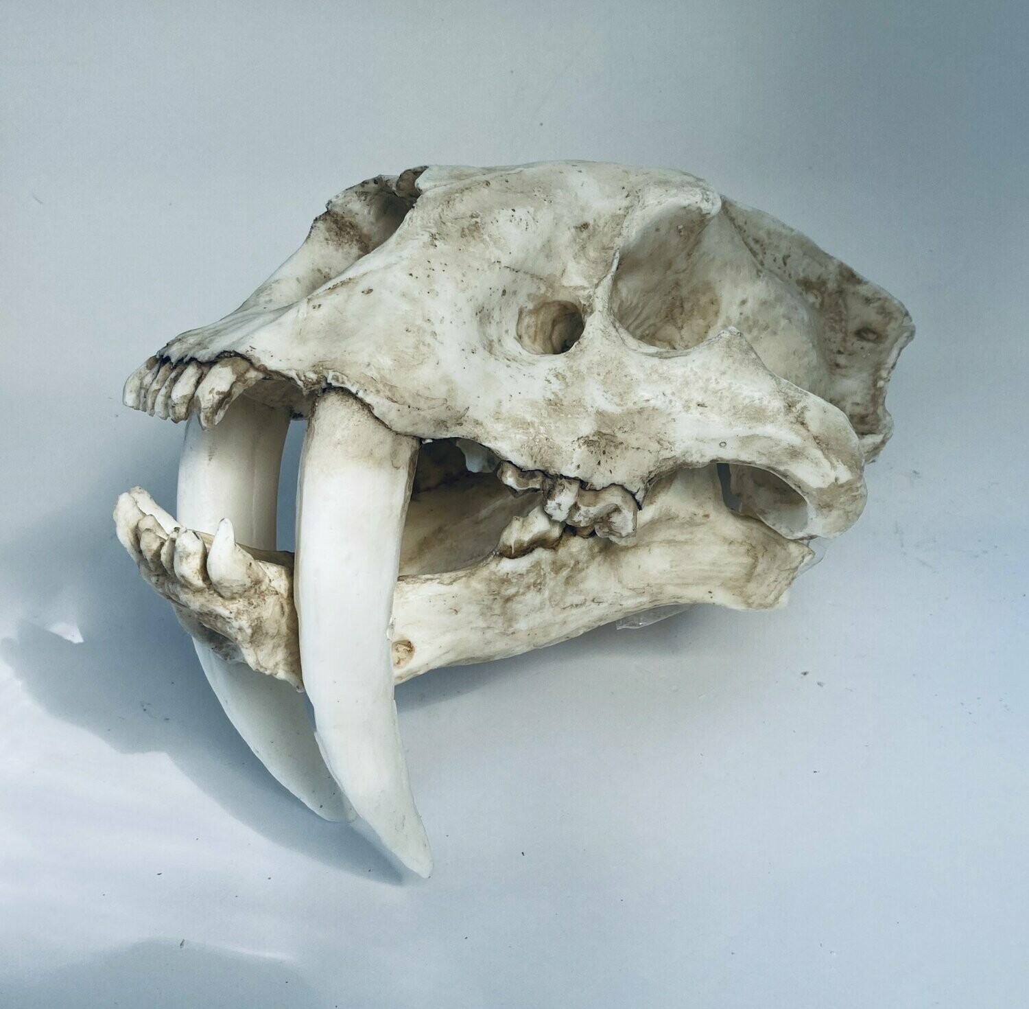 Sabertoothed-tiger skull