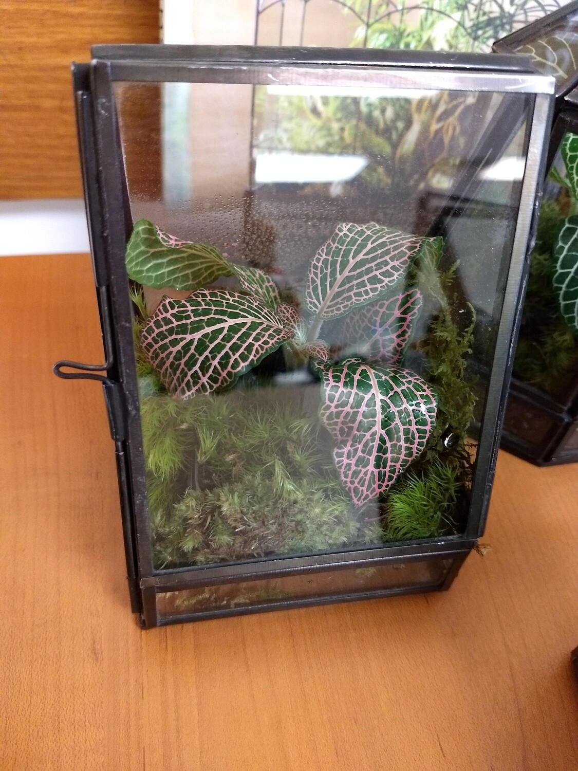 Learn to Create Terrarium with Mosses - Your Own Desktop Lesson