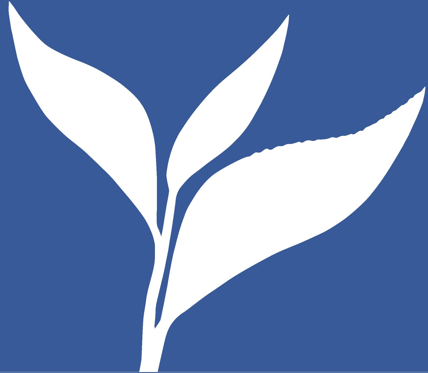Custom Blend-VMFA-Richmond Blend - Bulk Tea