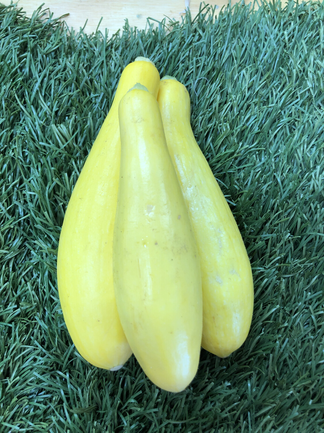 Squash - Yellow Summer, Hlubik's Squash - Yellow Summer, Hlubik's