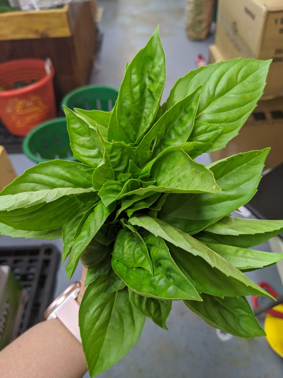 Herbs-Basil, bunch, Hlubik's Herbs-Basil, bunch, Hlubik's