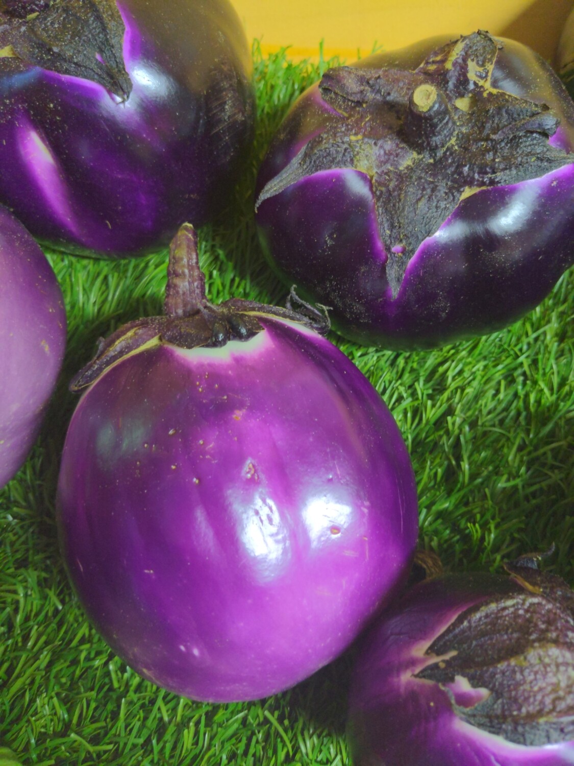 Eggplant - round purple, Hlubik's Eggplant - round purple, Hlubik's