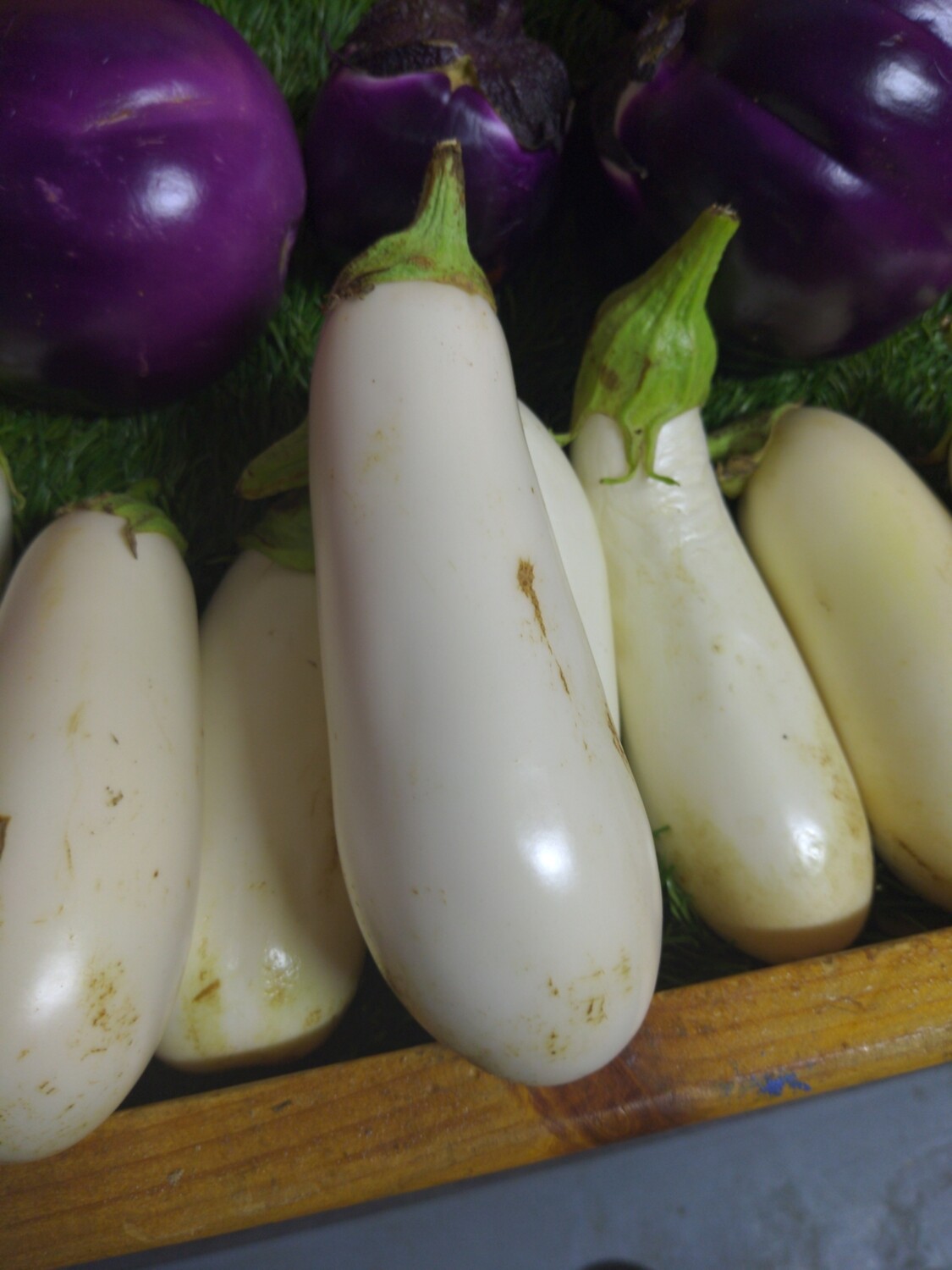 Eggplant -small, White, Hlubik's Eggplant -small, White, Hlubik's