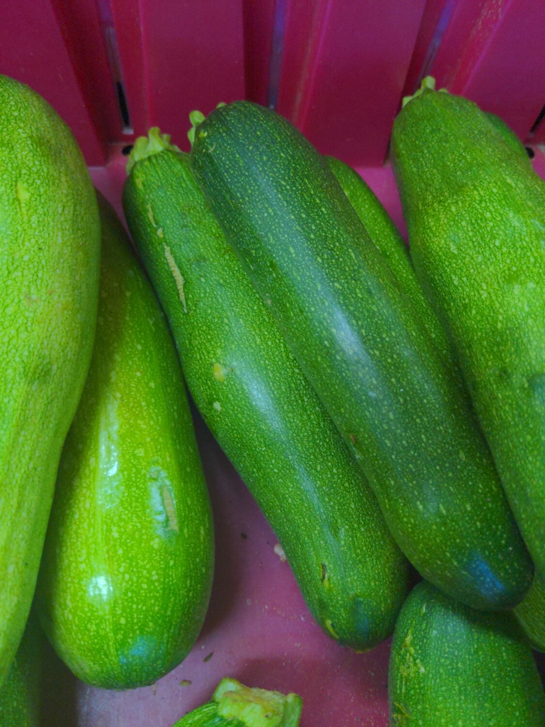 Zucchini - medium, Hlubik's Zucchini - medium, Hlubik's