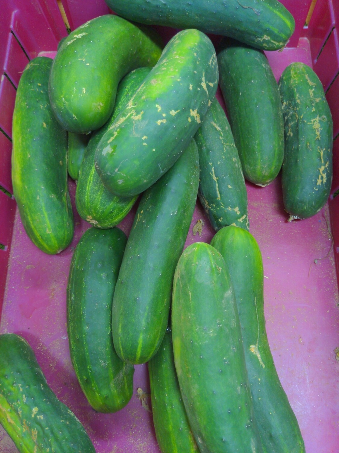 Cucumber, regular, Hlubik's Cucumber, regular, Hlubik's