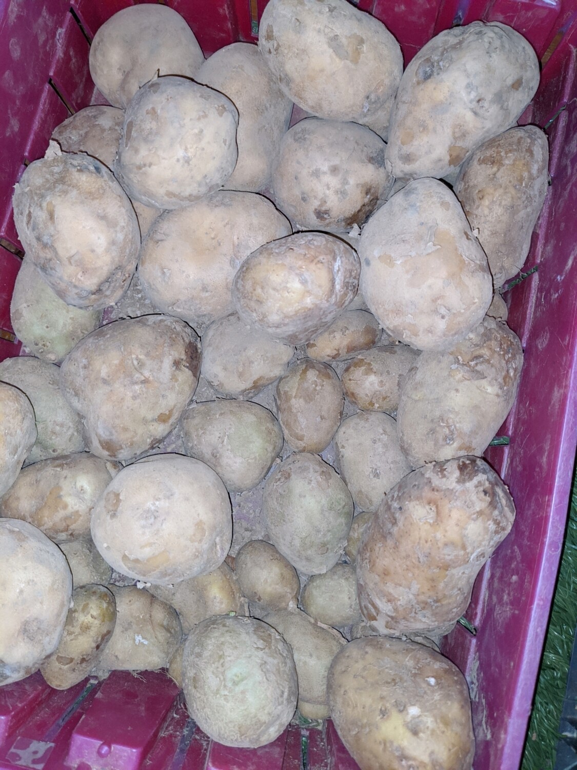 Potatoes-Jersey Fresh white/yellow flesh Potatoes-Jersey Fresh white/yellow flesh