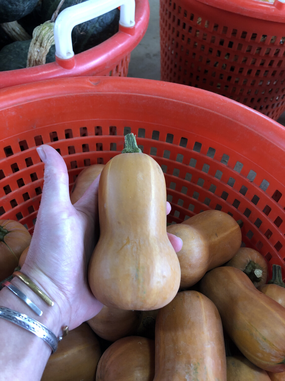 HoneyNut Squash HoneyNut Squash