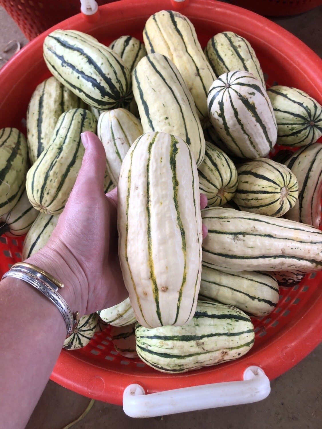 Delicata Squash Delicata Squash
