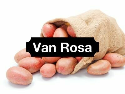 Van Rosa Potatoes (washed)