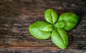 Basil