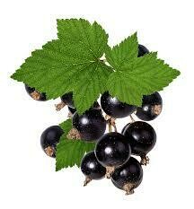 Black Currant
