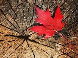 Maple