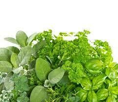 Tuscan Herb