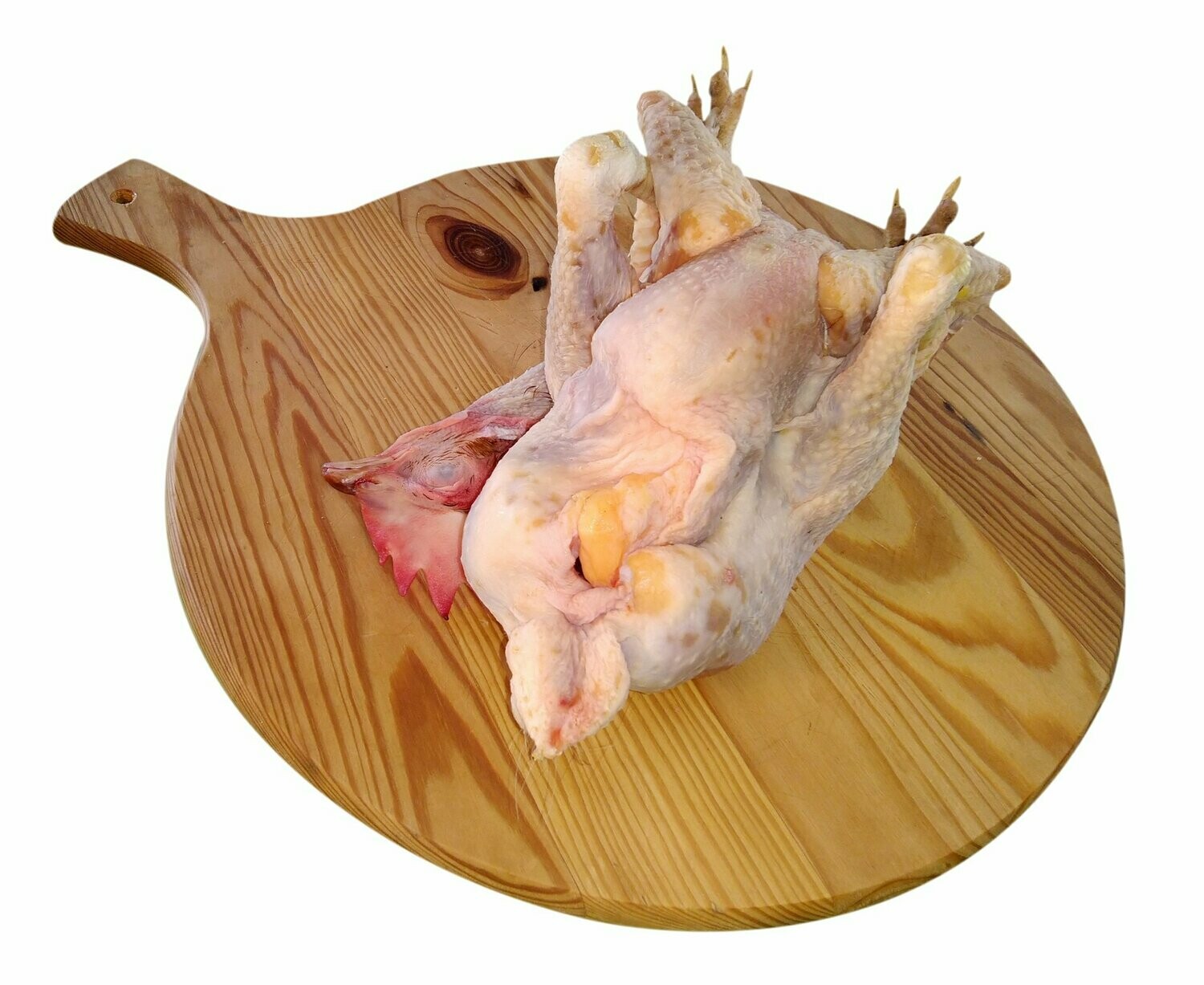 Gallina