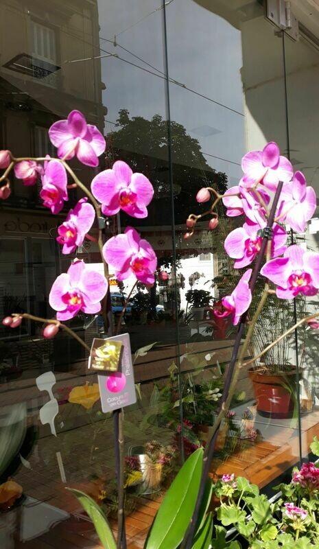 Phalaenopsis