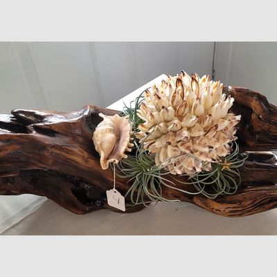 Driftwood with Air Plant &amp; Shell by