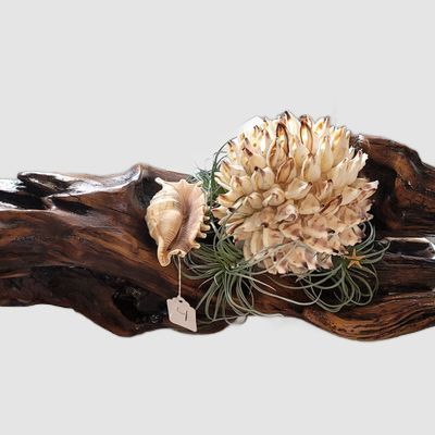 Driftwood with Air Plant &amp; Shell by
