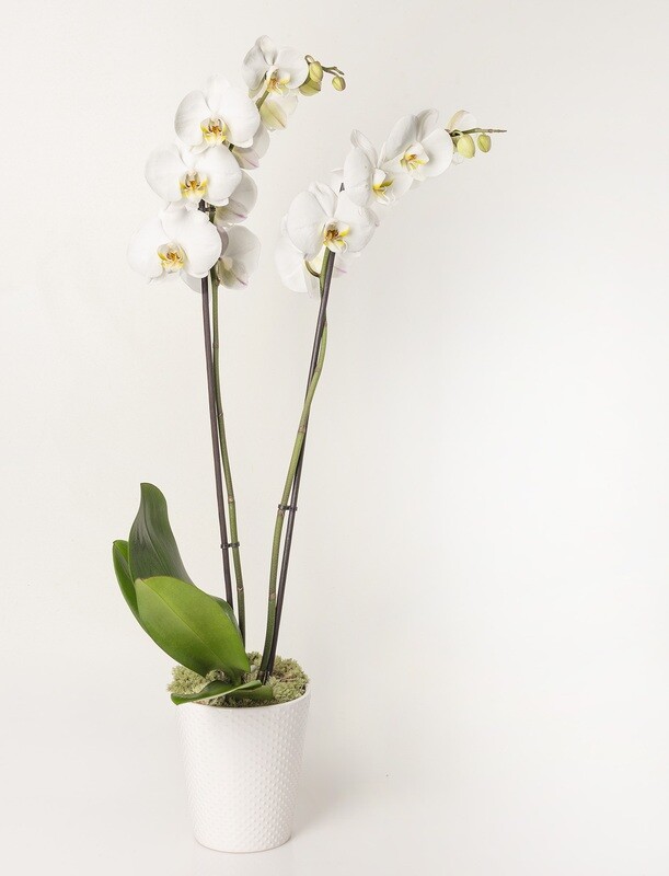 ORCHIDEA CONFEZIONATA