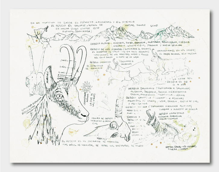 ILUSTRACION-ESTUDIOS ANIMALES DEL MUNDO
