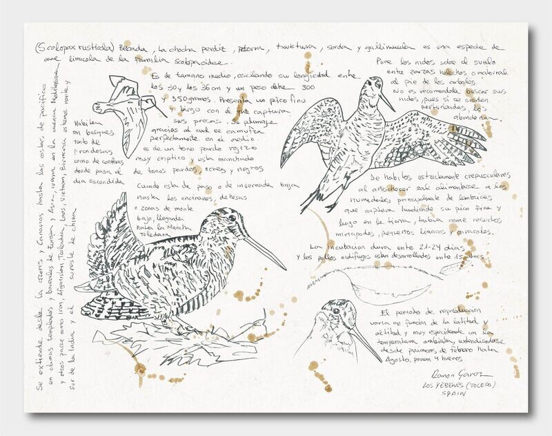 ILUSTRACION-ESTUDIOS AVES DEL MUNDO