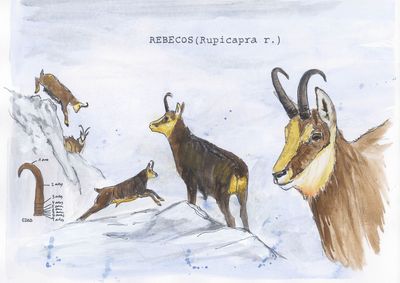 CONJUNTO DE LAMINAS ANIMALES DE MONTAÑA