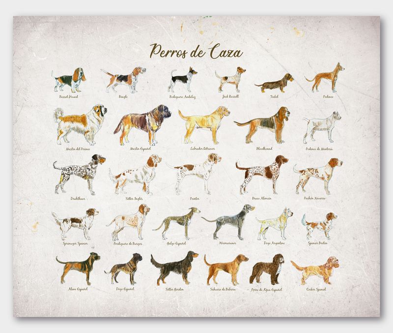ILUSTRACION PERROS DE CAZA