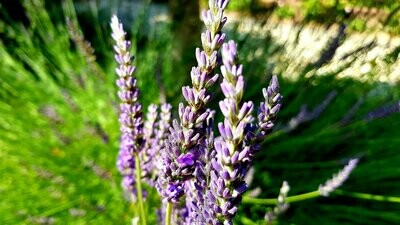 Lavendel Berglavendel Frankrijk bio