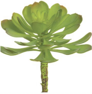 Aeonium 5&quot;