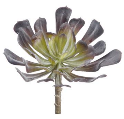 Aeonium Brown