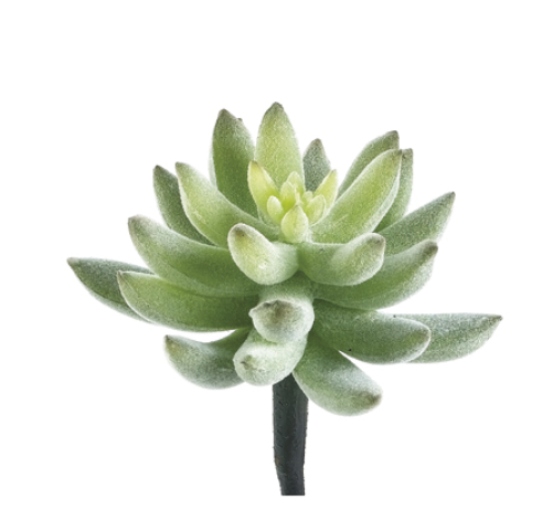 Agave 4&quot;