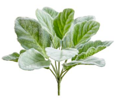 Lamb&#39;s Ear 10&quot;