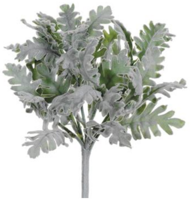 Dusty Miller Bush