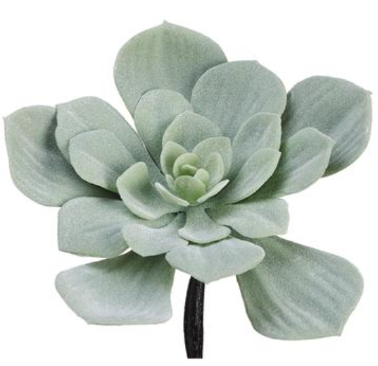 Soft Grey Echeveria