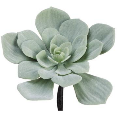 Soft Grey Echeveria