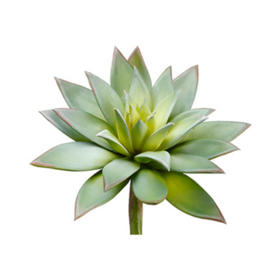Echeveria Pick