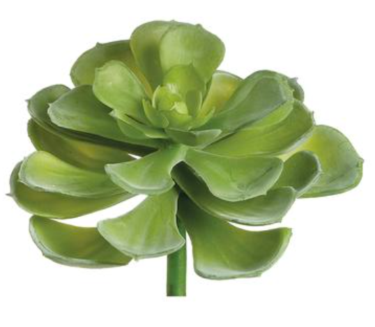 Echeveria Setosa