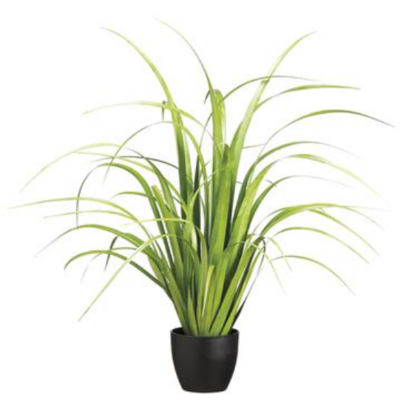 Reed Grass in Pot 33&quot;